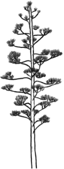 Quiote de agave en flor