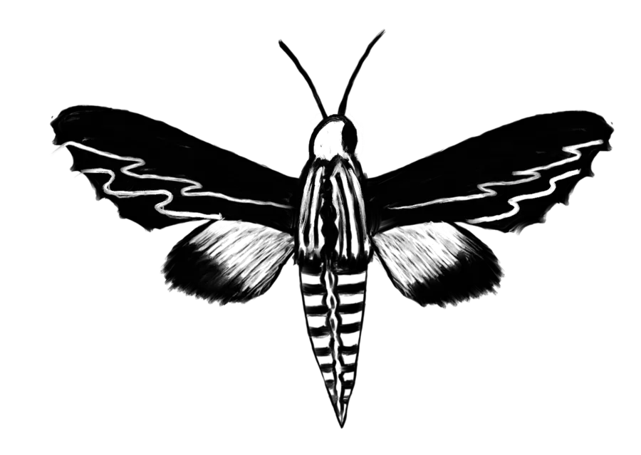 Polilla halcón con las alas abiertas